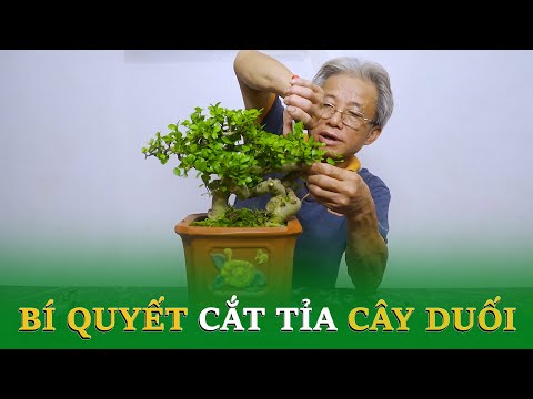 Video Bí quyết cắt tỉa cây Duối I Dương Cây Cảnh - youtube