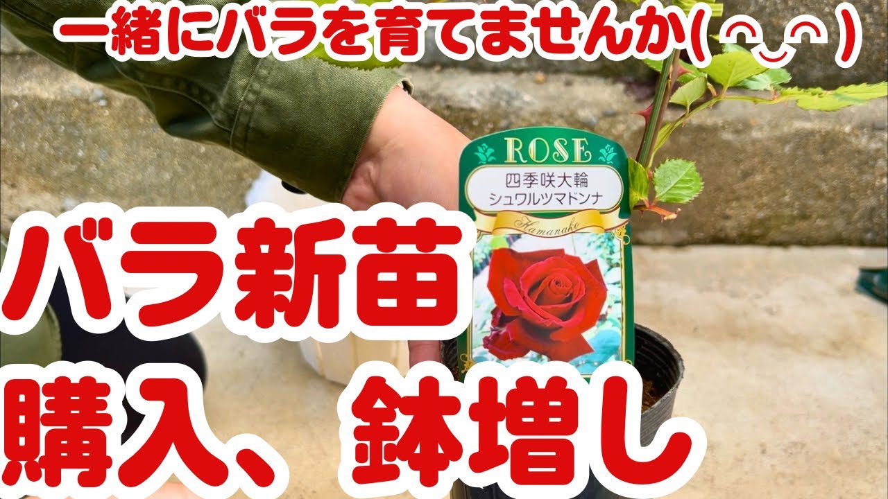 Repotting a new rose bush immediately after purchase - YouTube