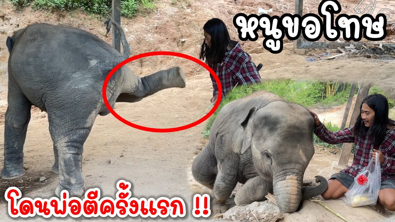 ดื้อ ซน ขนาดนี้‼️ จะต้องโดนกำหลาบซ่ะบ้าง เอ็นดูโดนไม้เรียวพ่อจ๋า ครั้งแรก