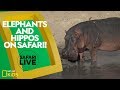 African Wildlife Behavior and Diet