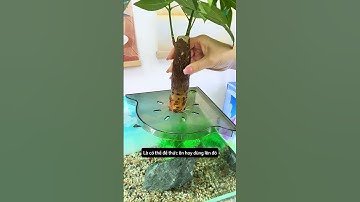 Kệ đặt góc bể cá tối ưu không gian và giúp trồng cây trang trí làm sạch nước #aquatic #shorts