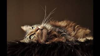 Maine Coon Bullit by José entrena 39 views 5 years ago 27 seconds