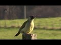 LANGUE du PIC Vert l'Oiseau/Slow Motion ! BRUITX