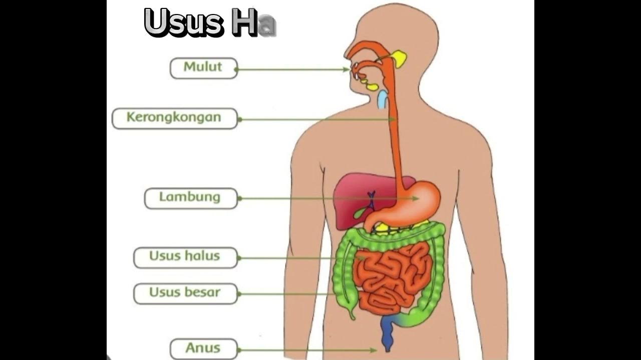 Praktikum IPA | Pencernaan Makanan - YouTube