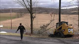 Ash Tree Beetle Cutting Down Ash Trees