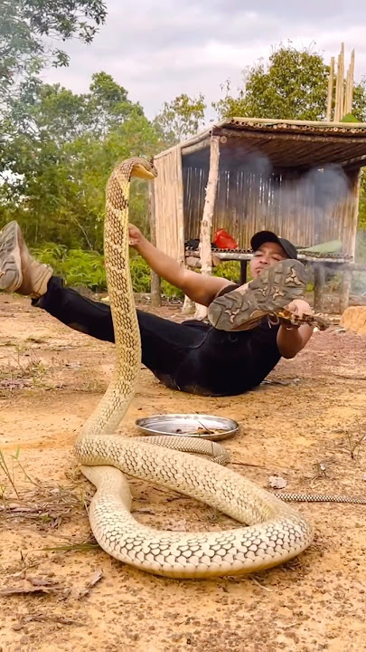 MENAKUTKAN KING COBRA MENYERANG SAAT BERHADAPAN | KING COBRA |SNAKE