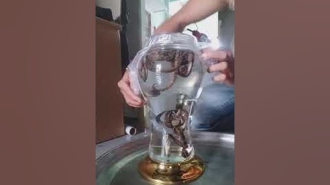 Cá ngựa tươi ngâm rượu