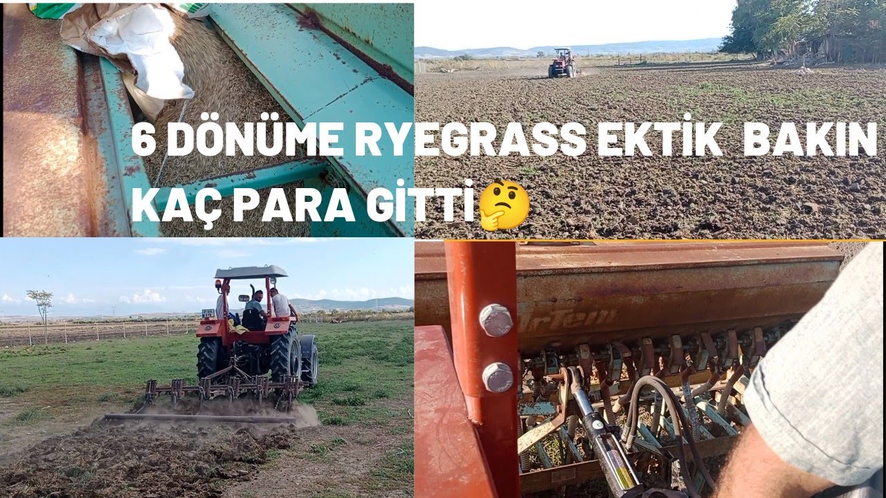 RYEGRASS TOHUMUMUZU EKTİK 6 DÖNÜME BAKIN NE KADAR PARA GİTTİ #ryegrass #sütineği #keçisütü #koyun