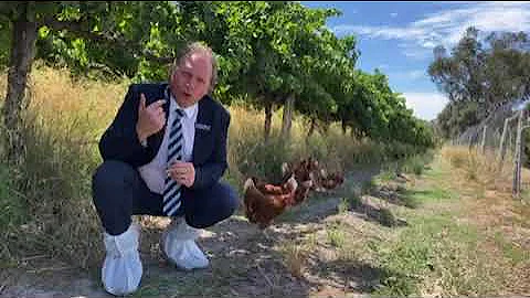 McLaren Flat Vineyard and Poultry Farm - DayDayNews