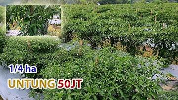 UNTUNG SAMPAI 50 JUTAAN | Petani Muda Sukses Budidaya Cabai