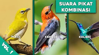 [TANPA IKLAN] SUARA KOMBINASI UNTUK PANCINGAN PLECI, KEMADE, KOLIBRI