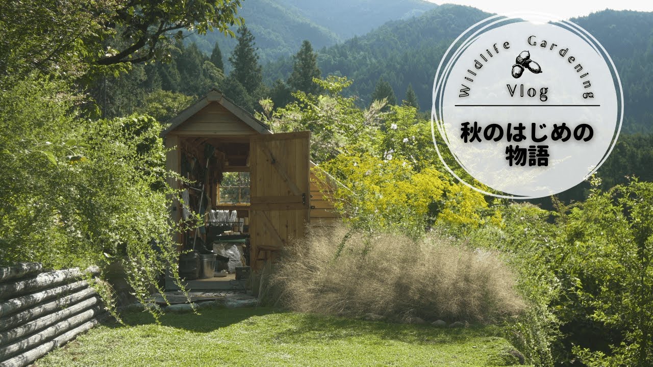 秋のはじめの物語🍁｜白露・草刈り隊・ひまわり・秋の七草・グラスのお世話・私のサンクチュアリ