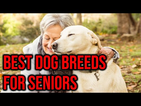 Video: 10 Trah Anjing Yang Menghasilkan Sahabat Yang Luar Biasa Bagi Lansia