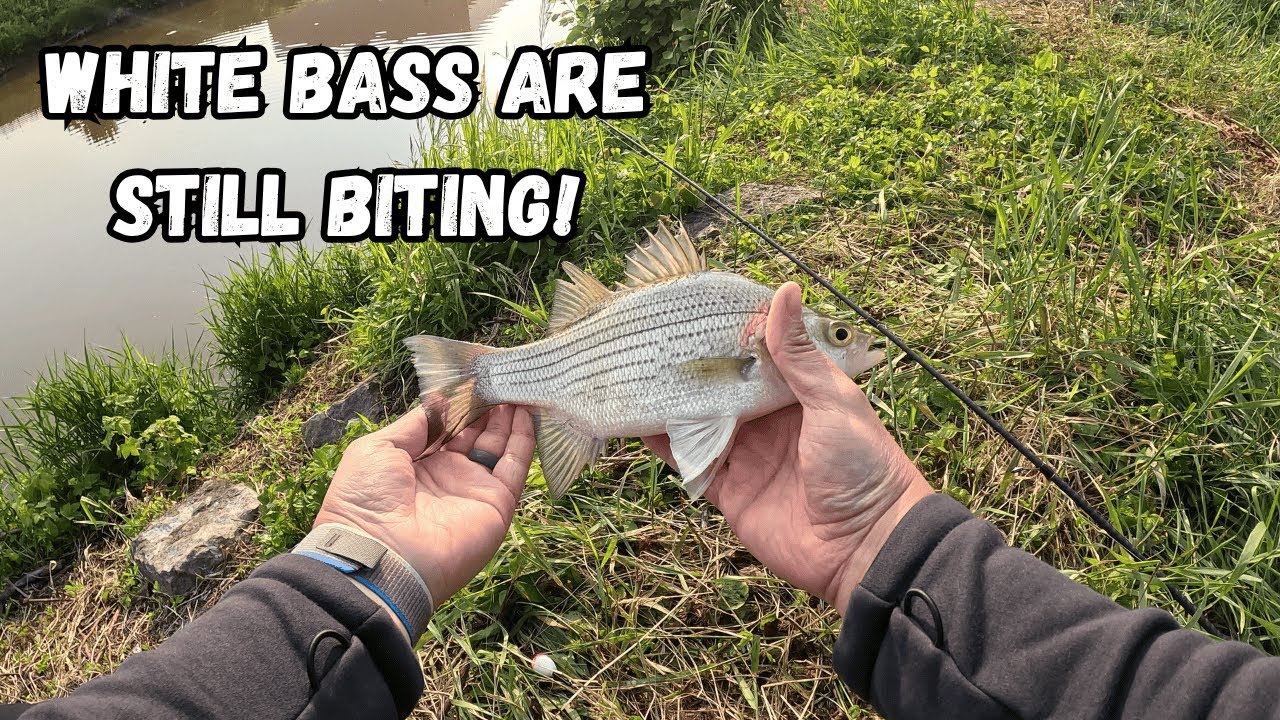 White Bass LOVE the BOBBER RIG! Fond Du Lac creek was on FIRE! - YouTube