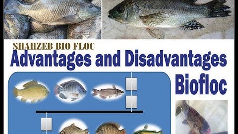 Advantages and Disadvantages of Biofloc