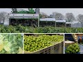 Complete story of brussels sprouts  from harvesting to packaging  herbert vollegrondsgroente