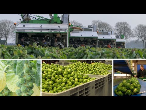 Complete story of Brussels Sprouts - From harvesting to packaging | Herbert Vollegrondsgroente