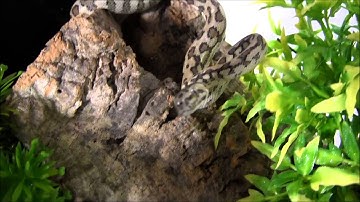 Baby Jungle Jaguar Carpet Python