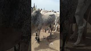 Cattle 1.5m. more info on Description #cow #cowboy #cattleforsale #urbancowboy314