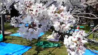 小金井桜まつり 21年 祭の日 小金井桜まつり 21年 祭の日
