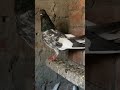 Ferozpoori Madi #viral #shorts #shortsfeed #ytshorts