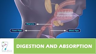 DIGESTION AND ABSORPTION PART 4