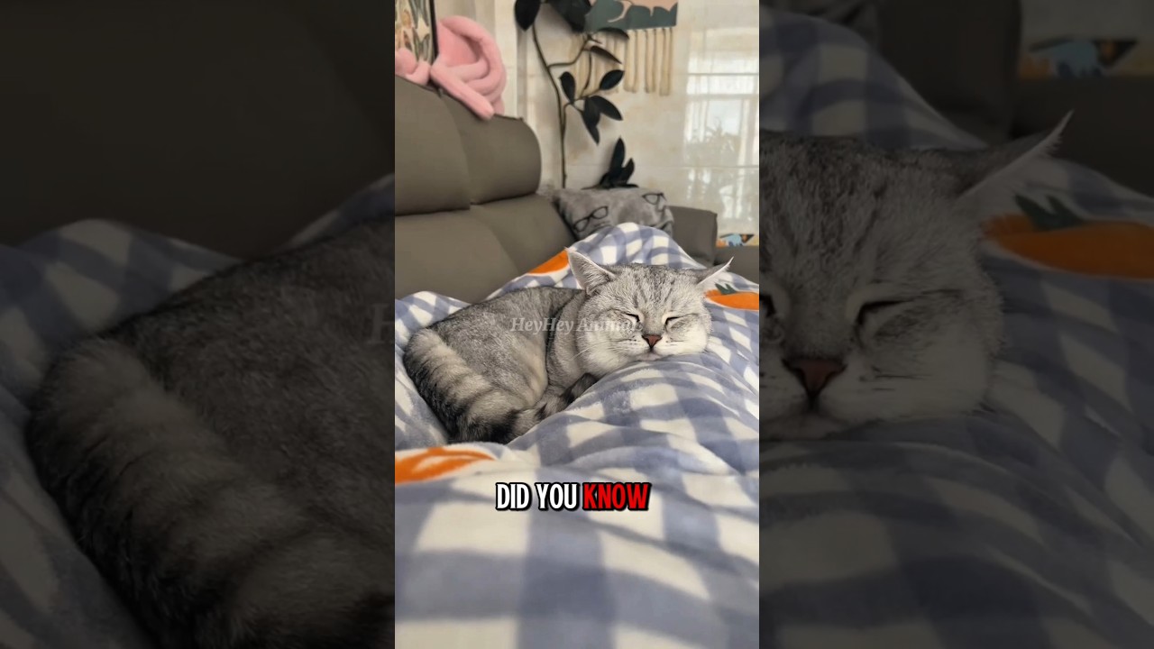 Cats Sleep 16 Hours a Day?! Here’s Why 😱🐱 | 