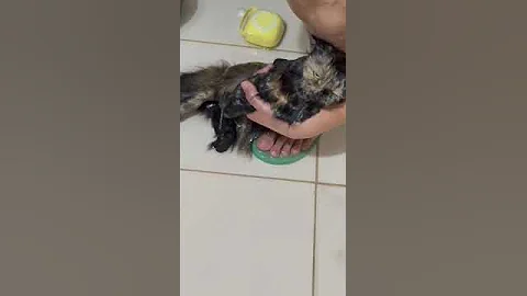 Watch the video about Cat Bathing 🛁 😍 #trendingnow#funnycats #shorts #subscribe #cat