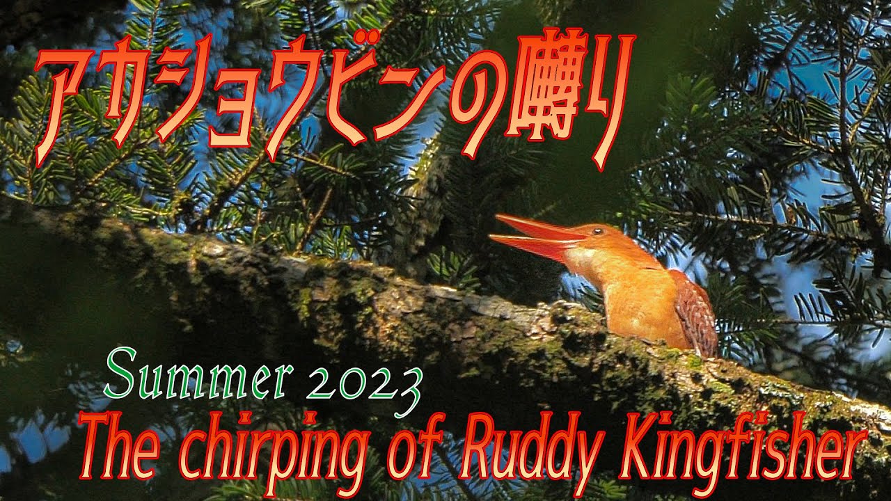 火の鳥】心癒されるアカショウビンの囀り Soothing chirps！The 