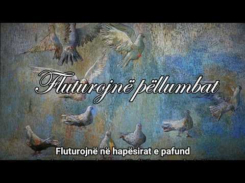 Video: Kur fluturojnë pëllumbat?