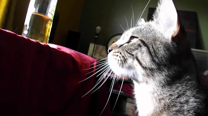 Watch the video about 7 talking to a hummingbird.mov