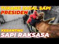 TUKANG JAGAL SAPI PRESIDEN KEBANTING SAPI 1 TON