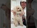 Monty dogmassage poodle toypoodle cutebaby cutedog puppy reels youtubeshorts doggieshorts