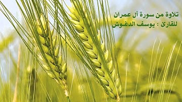تلاوة خاشعة ورائعة من سورة آل عمران للقارئ يوسف الدغوش