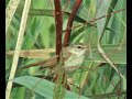 קנית אורז Paddyfield Warbler Acrocephalus Agricola קנית אורז Paddyfield Warbler Acrocephalus Agricola