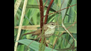 קנית אורז - Paddyfield warbler - Acrocephalus agricola