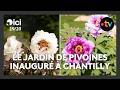Un nouveau jardin de pivoines inauguré à Chantilly pour les Journées des Plantes
