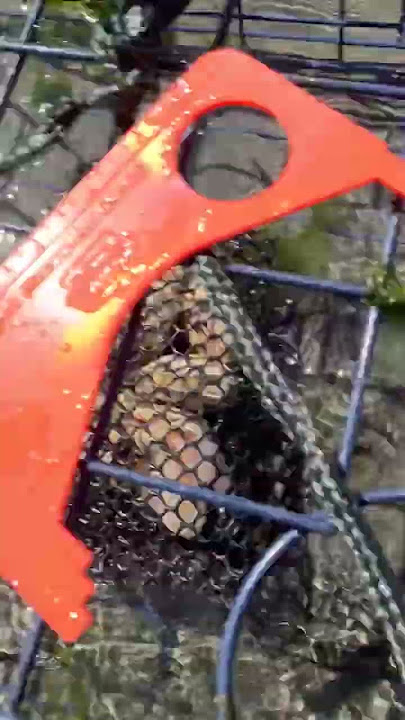 Baiting the crab pot fro dungeness crabs