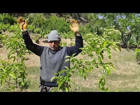 Video: Kar Tatlı Elmalarının Bakımı: Kar Tatlı Elma Ağaçları Yetiştirmenin İpuçları