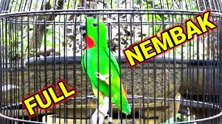 🔴 Jeritan sore hari serindit sumatera full dencingan dan tembakkan panjang ‼