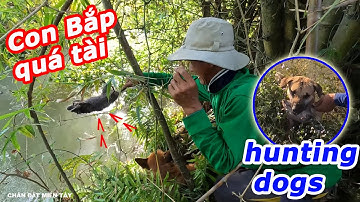 Mấy Thằng Đệ Bữa Nay Bao Sân, Săn Chuột Cống Như Đạn. CĐMT ( Hunting dogs )