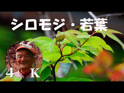 シロモジ 若葉 白文字 2025 植木屋やっちゃん - YouTube