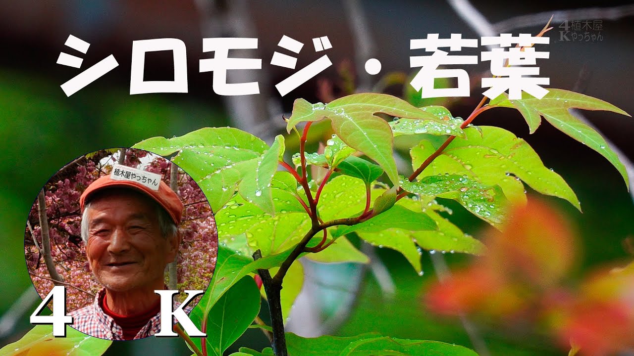 シロモジ 若葉 白文字 2025 植木屋やっちゃん - YouTube