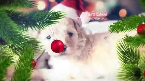 Christmas Slideshow| VideoHive Templates | After Effects Project Files