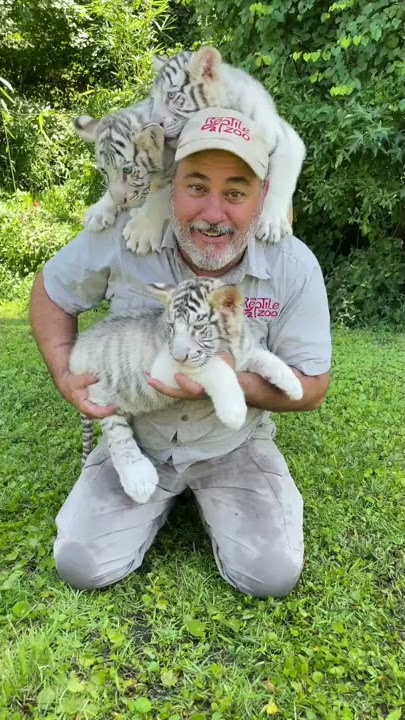 Baby tiger dog pile 🐯