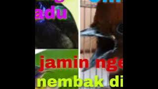 BURUNG2 MADU YG MELENGKING DI SAMBUNG CILILIN MASTERAN MURAI BATU,CUCAK HIJAU,KACER DLL JEDA 1 MENIT