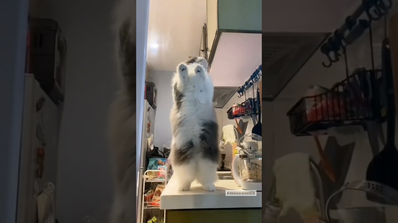 кот танцует из тиктока. кот из тик тока белый который танцует. скэтмэн котик. кот в наушниках мем. кот из танцующий из тик тока.