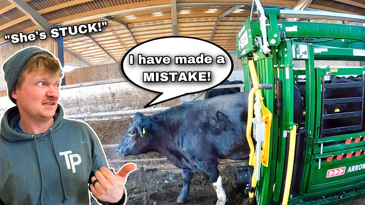 LITTLE RASCALS!! ... PREPARING THE COWS FOR A LONG...