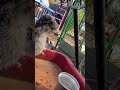 The emu are stealing my ice cubes!