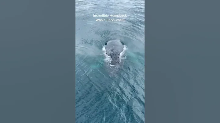An incredible whale encounter! 💙🐳